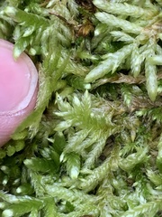 Entodon cladorrhizans