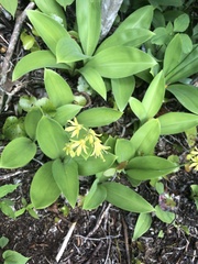 Clintonia borealis