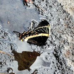 Papilio garamas