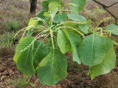 Terminalia ferdinandiana
