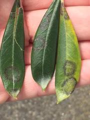 Venturia oleaginea