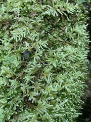 Entodon cladorrhizans