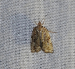 Choristoneura fumiferana