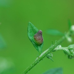 Rhopalomyia yomogicola