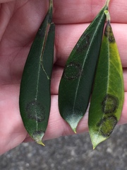 Venturia oleaginea