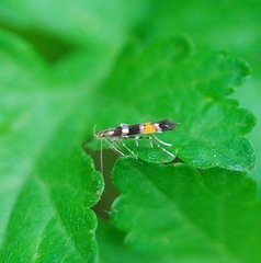 Cosmopterix