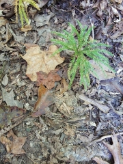 Dendrolycopodium dendroideum