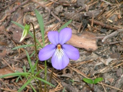Viola pedata