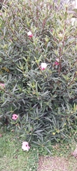 Hibiscus splendens