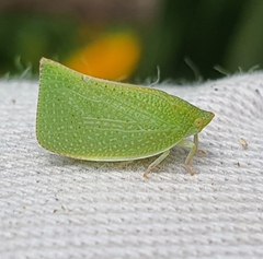 Siphanta acuta