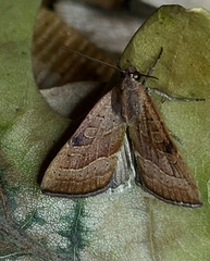 Galgula partita