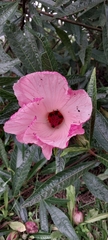 Hibiscus splendens