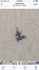 Glaucus atlanticus