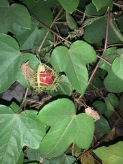 Passiflora ciliata