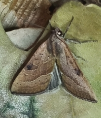 Galgula partita