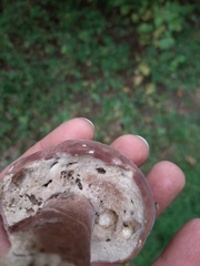 Xanthoconium purpureum