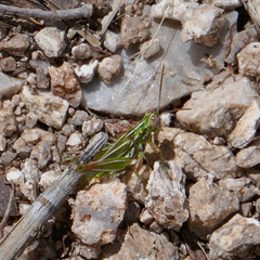 Hesperotettix viridis