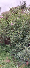 Hibiscus splendens