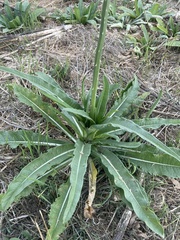 Dipsacus sativus