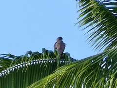 Accipiter rufitorques