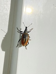 Diaprepes abbreviatus