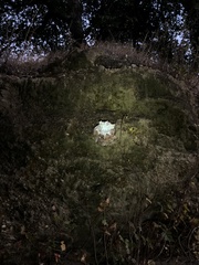 Dudleya pulverulenta