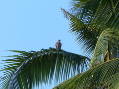 Accipiter rufitorques