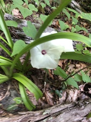 Ipomoea pandurata