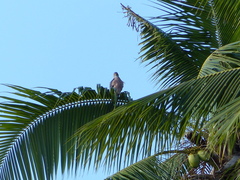 Accipiter rufitorques