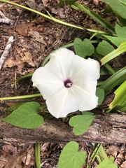 Ipomoea pandurata