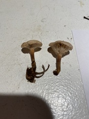 Lentinus squarrosulus