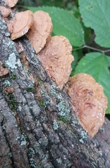 Mensularia radiata