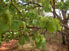 Terminalia ferdinandiana