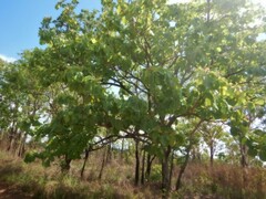 Terminalia ferdinandiana