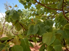 Terminalia ferdinandiana