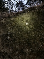 Dudleya pulverulenta