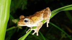 Boana platanera