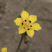 Sisyrinchium graminifolium - Photo 由 Pablo Silva 所上傳的 (c) Pablo Silva，保留部份權利CC BY-NC