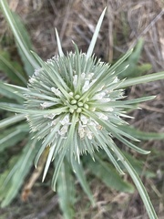 Dipsacus sativus