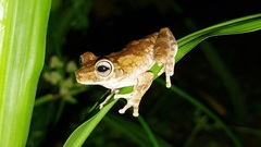 Boana platanera