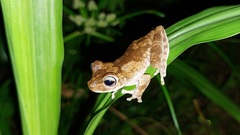 Boana platanera