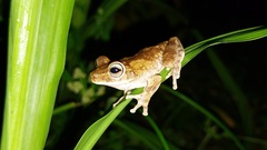 Boana platanera