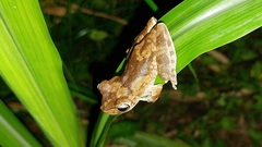 Boana platanera