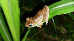 Boana platanera