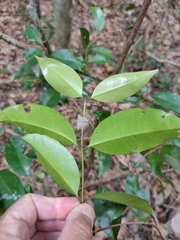 Syzygium