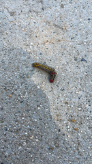 Oedemasia concinna