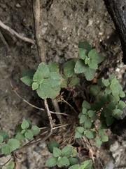 Brickellia californica