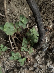 Brickellia californica