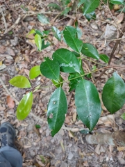 Syzygium