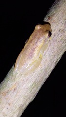 Dendropsophus mathiassoni